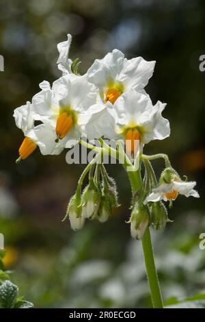 Fleur, pomme de terre (Solanum tuberosum), pays d'origine Amérique centrale et du Sud Banque D'Images