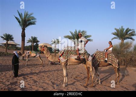 Promenade à dos de chameau au coucher du soleil, al Maha Desert Resort, Dubaï, VAE Banque D'Images