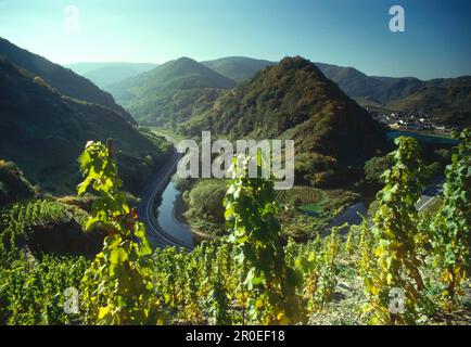 Grapevine au-dessus d'Ahrtal, Eifel, Rhénanie-Palatinat, Allemagne Banque D'Images