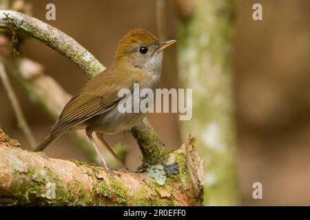 Roddy-capped Nightingale-thrush (Catharus frantzii) adulte, perché sur la branche, Costa Rica Banque D'Images