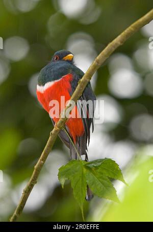 trogon à collier (Trogon collaris), adulte, assis sur une branche, dans la forêt nuageuse, Andes, Equateur Banque D'Images