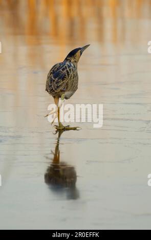 Grand sterne eurasien (Botaurus stellaris) adulte, marchant à travers le lac gelé, réflexion dans la glace, lac, Yorkshire, Angleterre, hiver Banque D'Images