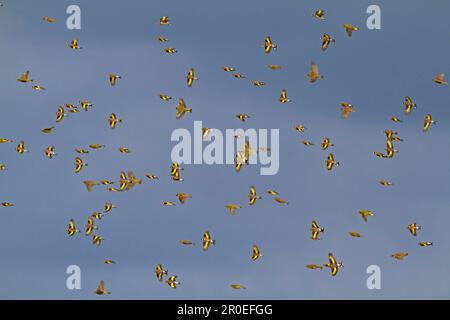 Troupeau mixte de palanches de palandes européennes (Carduelis carduelis), de palandes européennes (Carduelis chloris) et de palandes eurasiennes (Passer montanus), en vol Banque D'Images