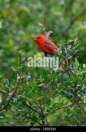 Tanager hépatique (Piranga flava) adulte mâle, perché dans un arbre, Jujuy, Argentine Banque D'Images