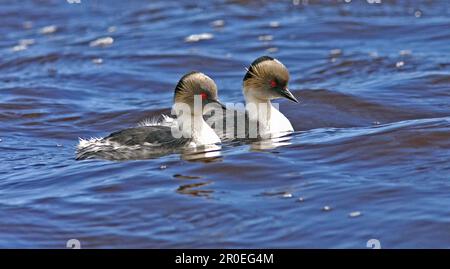 Grèbe argenté (Podiceps occipitalis), paire de natation pour adultes, étang Tussock, île Sea Lion, East Falkland Banque D'Images