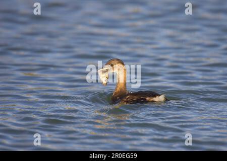 Podiceps ruficollis, petit grèbe (Tachybaptus ruficollis), animaux, oiseaux, grèbe, petit grèbe sur l'eau, poissons dans le beak, Warwickshire, Angleterre, hiver Banque D'Images