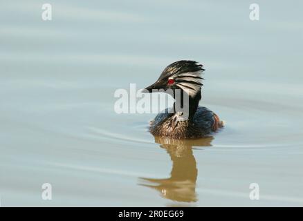 Grebe à touffeter blanc adulte (Rollandia rolland), baignade, Costanera sur, Rio de la Plata, province de Buenos Aires, Argentine Banque D'Images