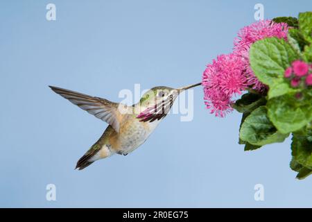 Calliope Hummingbird (Stellula calliope) adulte mâle, en vol, se nourrissant à la fleur, Colombie-Britannique, Canada Banque D'Images