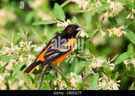 Baltimore baltimore oriole (Icterus galbula), homme adulte, assis sur un utricularia ochroleuca (U.) (U.) S. A. Banque D'Images