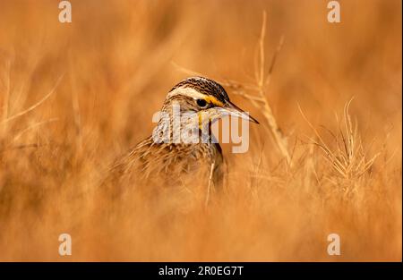 Ouest Meadowlark (Sturnella neglecta) en herbe longue, Bosque, Nouveau-Mexique (U.) S. A. Banque D'Images