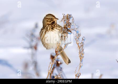 Chanson Sparrow (Melospiza melodia), adulte, utricularia ochroleuca (U.) (U.) S. A. Winter Banque D'Images