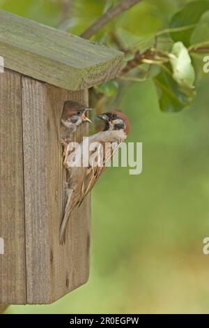 Bruant d'arbre (Passer montanus) adulte, au nid dans un arbre de poire, nourrissant jeune, Angleterre, Royaume-Uni Banque D'Images