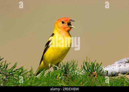 WESTERN WESTERN Tanager (Piranga ludoviciana), homme adulte, chant, assis dans un utricularia ochroleuca (U.) (U.) S. A. Banque D'Images