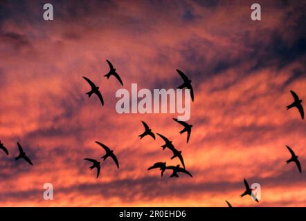 Common SWIFT (Apus apus), en vol, silhouette au coucher du soleil, France Banque D'Images
