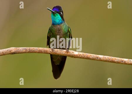 Magnifique colibri magnifique (Eugenes fulgens), homme adulte, assis sur une branche, Mirador Quetzales, Costa Rica Banque D'Images