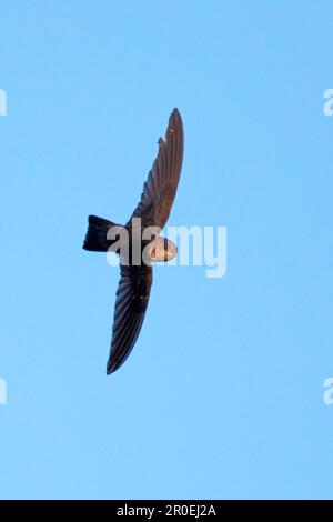 Swiftlet à nid de mousse (Aerodramus salangana) adulte, en vol, Gunung Kinabalu, Sabah, Bornéo, Malaisie Banque D'Images