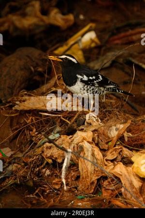 Pied Grush (Zoothera wardii) adulte, homme, se nourrissant des ordures dans le ruisseau, Victoria Park, Nuwara Eliya, Sri Lanka Banque D'Images