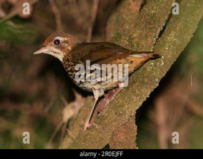 Panthoush croisé à rayures, panthuses fourrées à rayures, animaux, oiseaux, Antthrush à queue courte (Chamaeza campanisona) adulte, perché sur Iguazu N. Banque D'Images