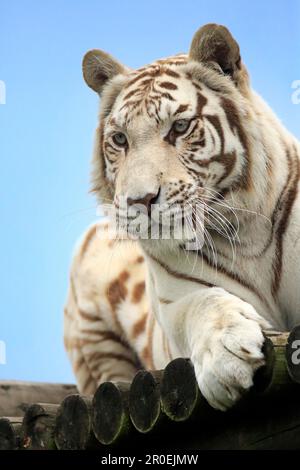 Tigre indien (Panthera tigris tigris), forme blanche, Asie Banque D'Images