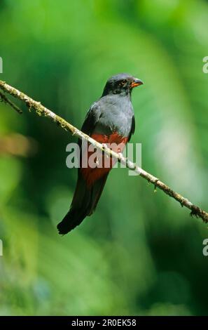 Trogon à queue de Latte, trogon à queue de Slaty, trogon, trogons, animaux, Oiseaux, Trogon à queue de Latte (Trogon massena) perchés sur une branche mince Banque D'Images