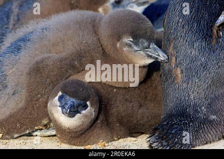 Manchot africain (Spheniscus demersus), juvéniles, Boulders Beach, Simonstown, Western Cape, Afrique du Sud Banque D'Images