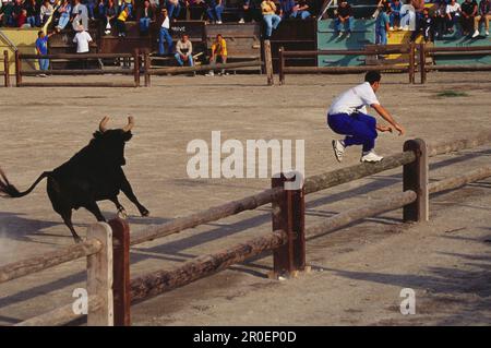 Homme sautant sur une clôture, célébration des taureaux de Camargue, Aigues-mortes, Gard, Provence, France, Europe Banque D'Images