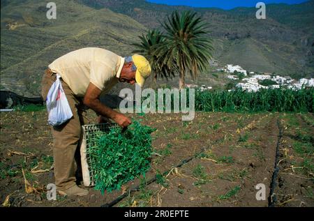 Tomatenanbau, El Risco, Agaete, Gran Canaria, Iles Canaries, Espagne Banque D'Images