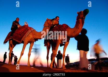 Les gens et les chameaux dans la soirée, Dubaï, Émirats arabes Unis, Moyen-Orient, Asie Banque D'Images