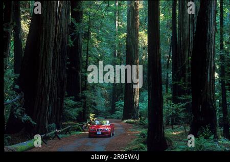 Réserve d'État Armstrong Redwood, Comté de Sonoma Kalifornien, États-Unis Banque D'Images