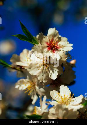 Fleurs d'amande, gros plan, Majorque, Espagne Banque D'Images
