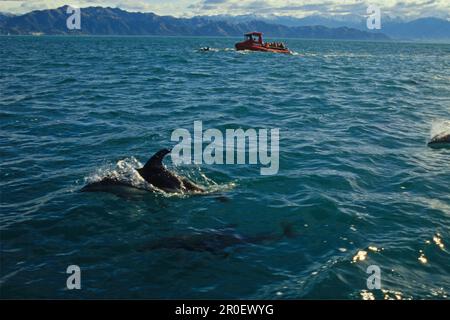 Les dauphins suivent le bateau de whalewatch, Kaikoura, Nouvelle-Zélande, Océanie Banque D'Images