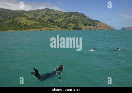 Nage avec les dauphins au large de la côte de la péninsule de Banks, Île du Sud, Nouvelle-Zélande, Océanie Banque D'Images