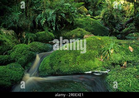 Rochers couverts de ruisseau et de mousse dans la forêt tropicale, bassin d'Oparara, côte ouest, île du Sud, Nouvelle-Zélande, Océanie Banque D'Images