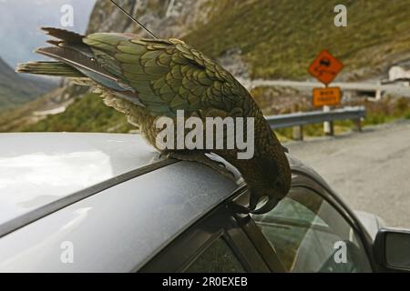 Kea cueillette au guichet de voiture, Milford Pass, Nouvelle-Zélande Banque D'Images
