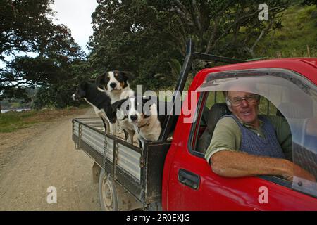 Agriculteur avec des chiens dans un camion de pick-up, Port Jackson Road, péninsule de Coromandel, Île du Nord, Nouvelle-Zélande, Océanie Banque D'Images