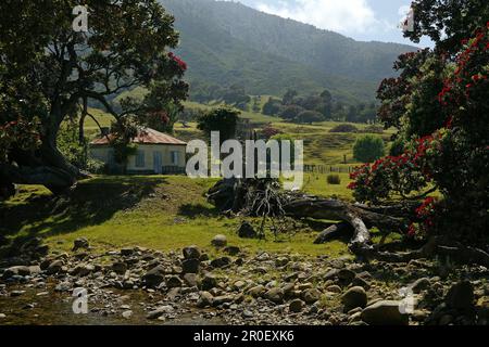 Ferme déserte sur le front de mer au soleil, péninsule de Coromandel, côte de Pohutukawa, Île du Nord, Nouvelle-Zélande, Océanie Banque D'Images