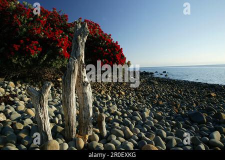 Arbre Pohutukawa à fleurs rouges au bord de l'eau au soleil, péninsule de Coromandel, côte de Pohutukawa, Île du Nord, Nouvelle-Zélande, Océanie Banque D'Images