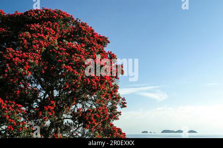 Arbre Pohutukawa à fleurs rouges au bord de l'eau au soleil, péninsule de Coromandel, côte de Pohutukawa, Île du Nord, Nouvelle-Zélande, Océanie Banque D'Images