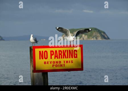 Mouettes sur le panneau d'avertissement, péninsule de Coromandel, Île du Nord, Nouvelle-Zélande, Océanie Banque D'Images