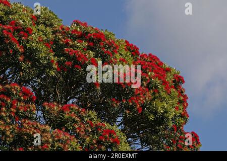 Arbre Pohutukawa à fleurs rouges au soleil, péninsule de Coromandel, côte de Pohutukawa, Île du Nord, Nouvelle-Zélande, Océanie Banque D'Images