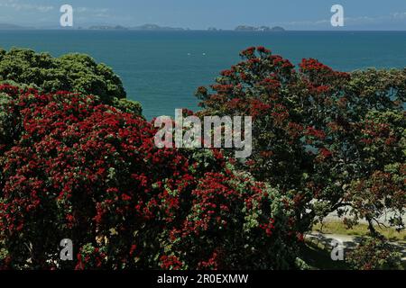 Arbre Pohutukawa à fleurs rouges au bord de l'eau au soleil, péninsule de Coromandel, côte de Pohutukawa, Île du Nord, Nouvelle-Zélande, Océanie Banque D'Images