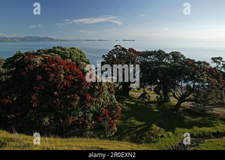 Arbre Pohutukawa à fleurs rouges au bord de l'eau au soleil, péninsule de Coromandel, côte de Pohutukawa, Île du Nord, Nouvelle-Zélande, Océanie Banque D'Images