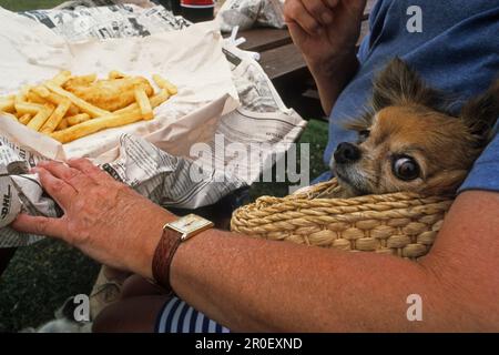 Femme et chien mangeant du poisson et des frites à l'extérieur, péninsule de Coromandel, Île du Nord, Nouvelle-Zélande, Océanie Banque D'Images