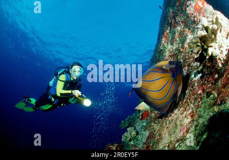 Ring-Kaiserfisch, Kaiserfisch und Taucher, Blue-ri, angelfish à anneaux bleus et plongeur de plongée, Pomacanthus annularis Banque D'Images