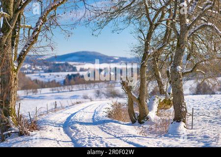 Une scène d'hiver tranquille avec un chemin couvert de neige qui serpente à travers une forêt de grands arbres Banque D'Images