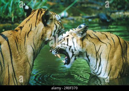 Deux tigres du Bengale royal dans l'eau, Panthera tigris tigris, Inde Banque D'Images