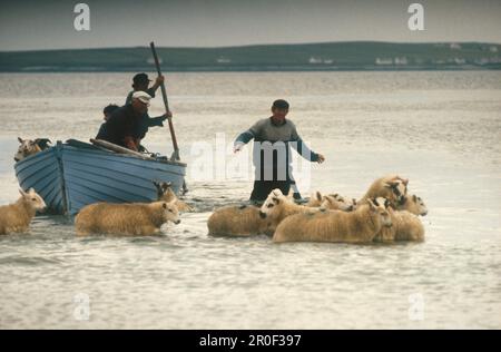 Anlanden von Schafen, Tory Island, Magheraroarty Co Donegal, Irland Banque D'Images