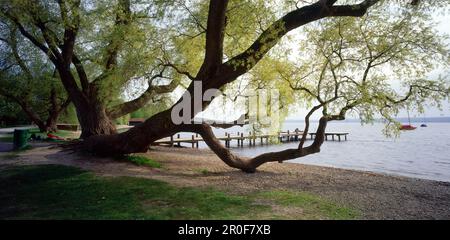 Saules pleurer sur le front de mer du lac Ammersee, Herrsching, haute-Bavière, Allemagne Banque D'Images