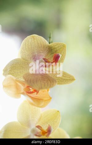 Orchidée jaune, gros plan Banque D'Images