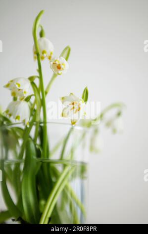 Perce-neige dans le verre Banque D'Images